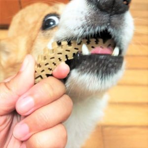 [Forcans] KẸO BẢO VỆ RĂNG MIỆNG KANOODLES