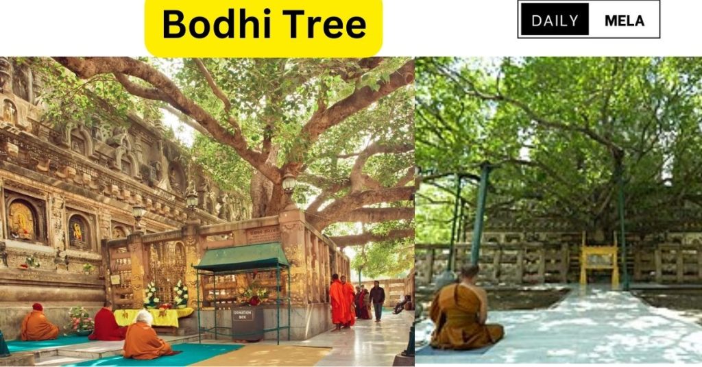 Best time to visit in bodhi tree